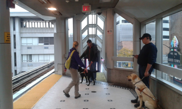 Entrenament gossos pigall - VERTE Oftalmología Barcelona