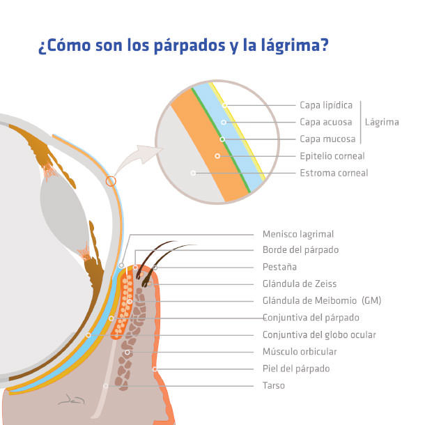 Glándulas meibomio - VERTE Oftalmología Barcelona