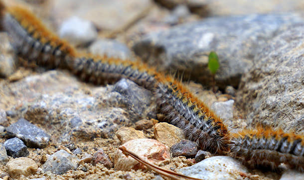 Precesionaria - Ojos - VERTE Oftalmología Barcelona