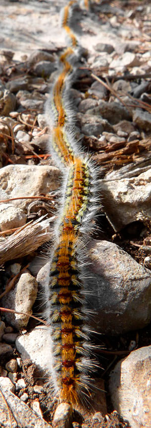 Precesionaria - Ojos - VERTE Oftalmología Barcelona