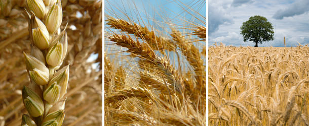 Lentes Trifocales - Trigo - VERTE Oftalmología Barcelona